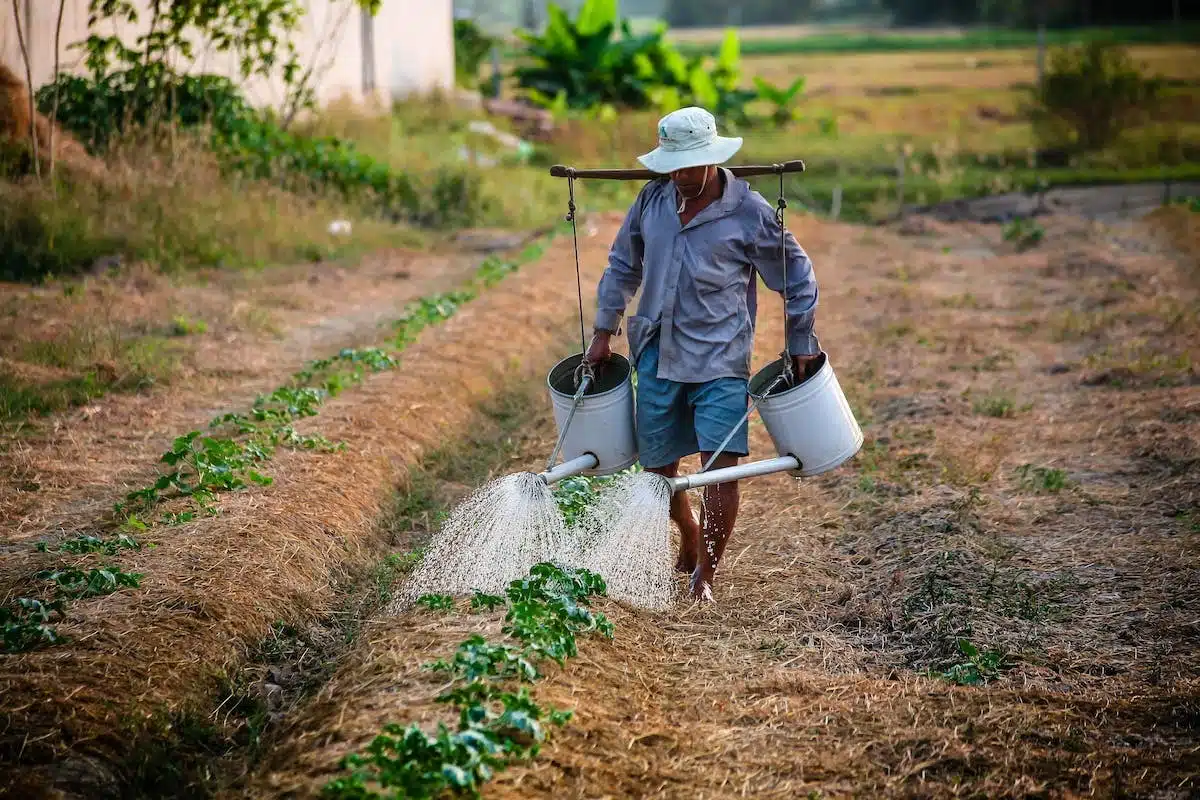 agriculture rotation