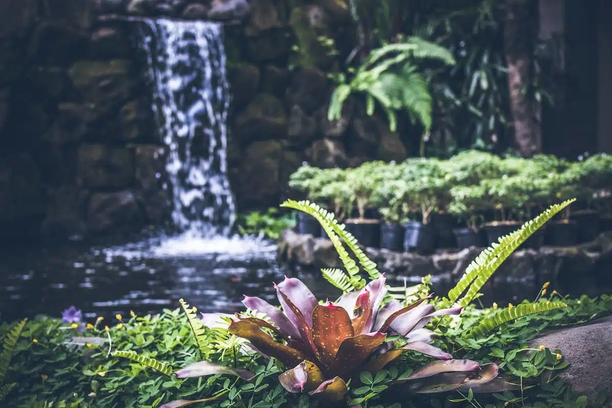 plantes résistantes