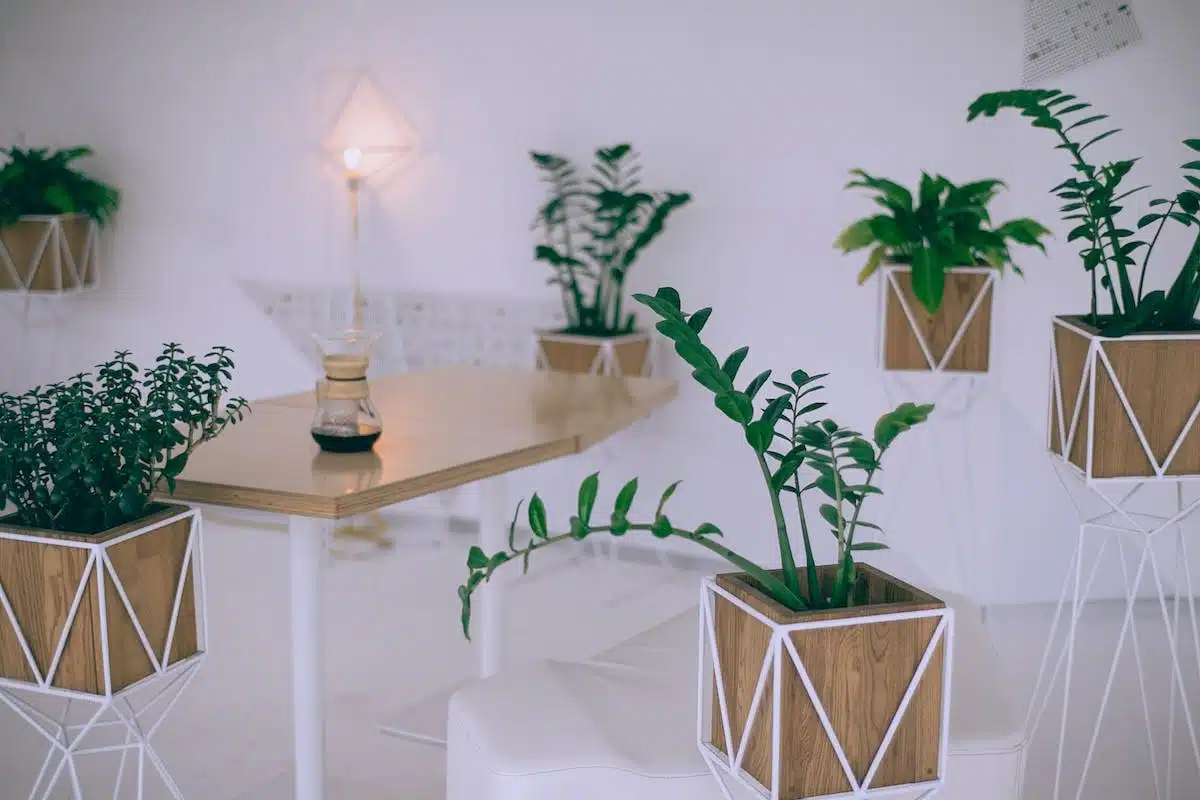 plantes tendances