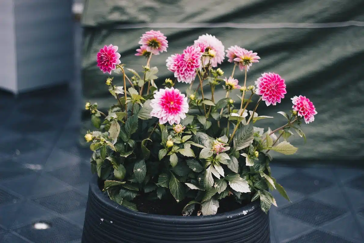 plantes à fleurs  entretien