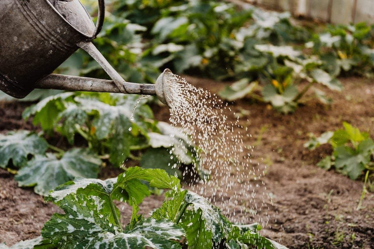 jardinage biologique