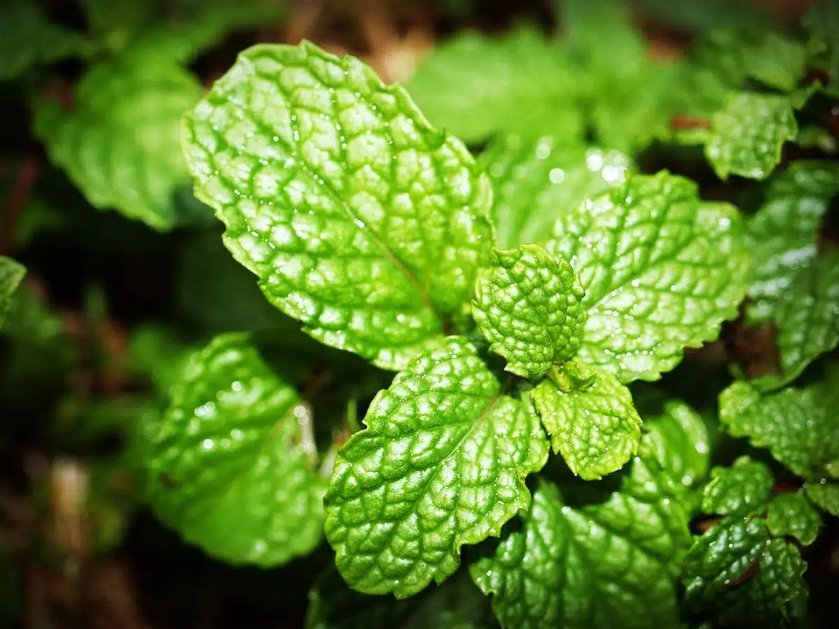 plantes  ravageurs