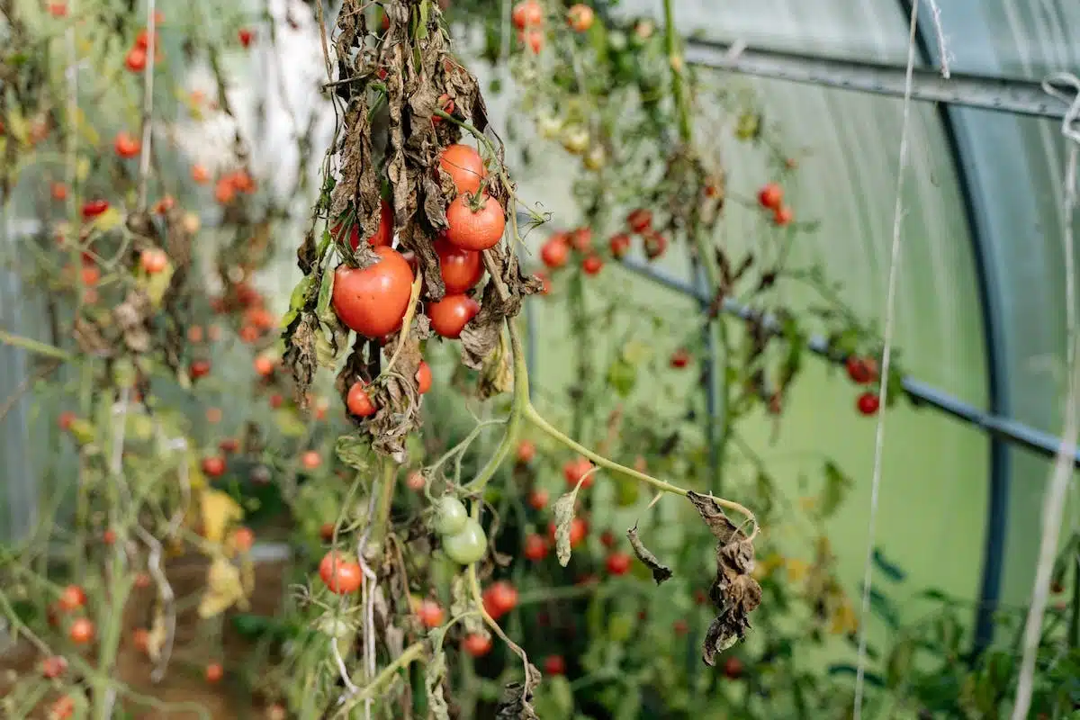 tomates potager