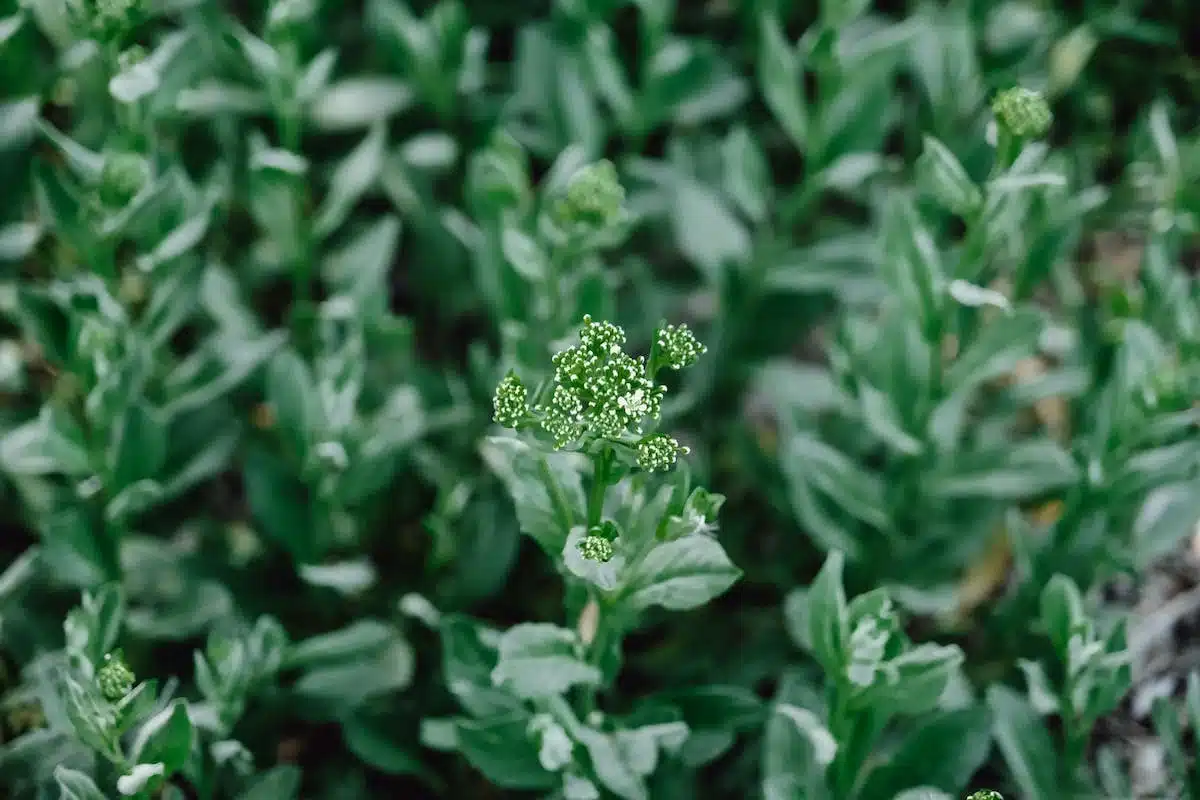 plantes aromatiques