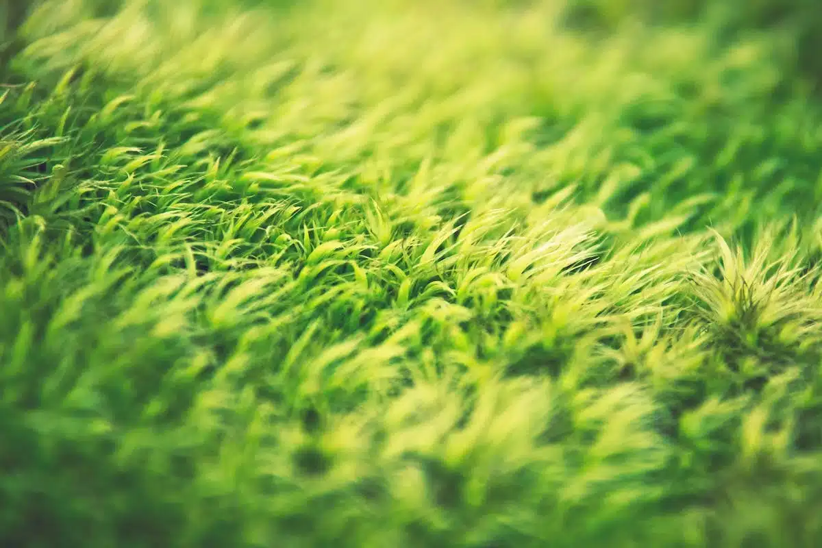 pelouse verdoyante