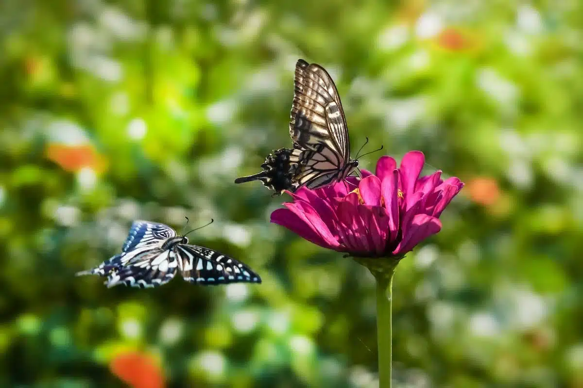 jardin  papillons