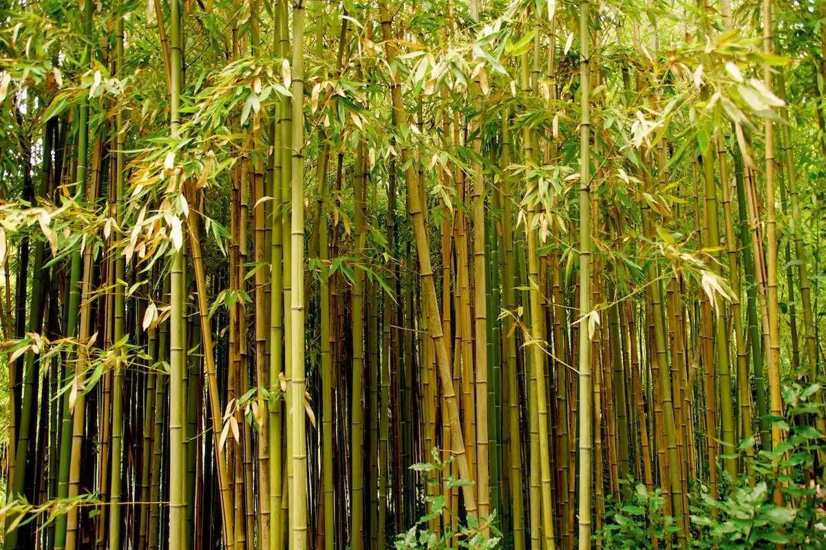 bambou  plantation
