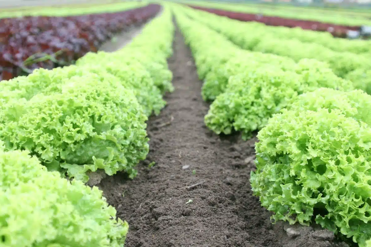 potager  cultivation