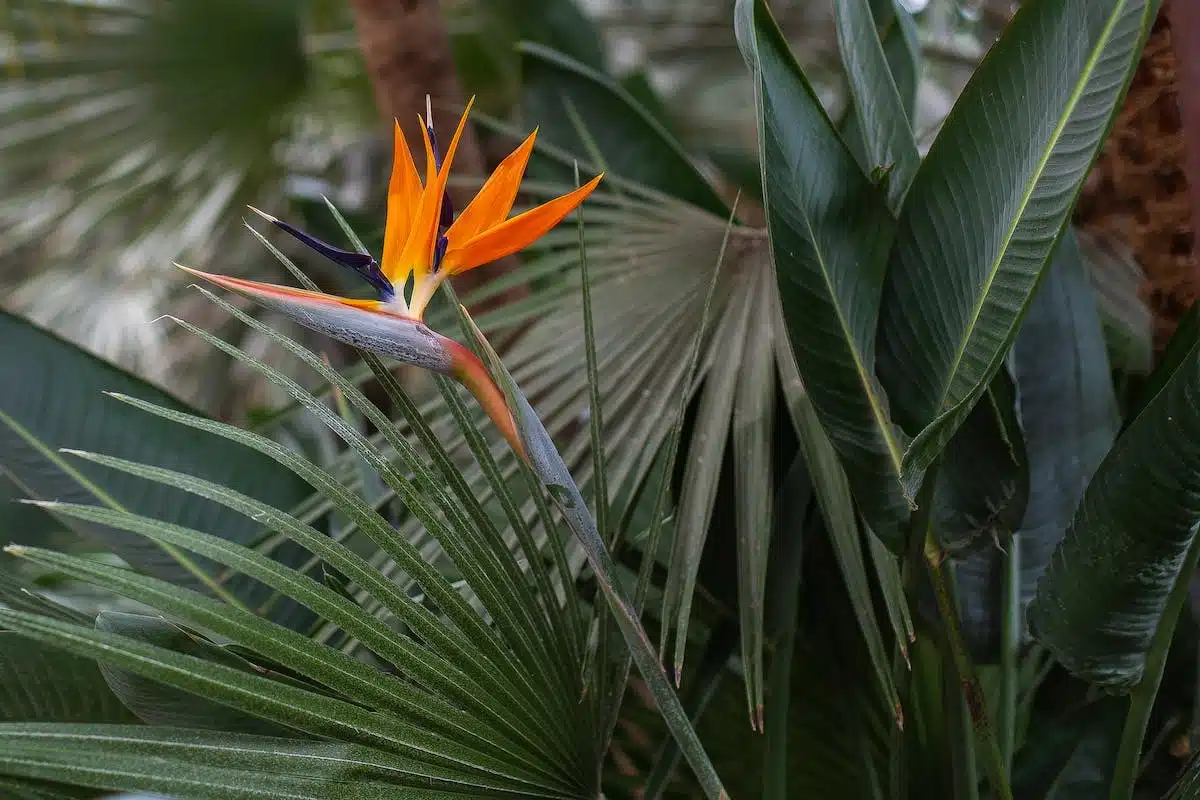 strelitzia nicolai