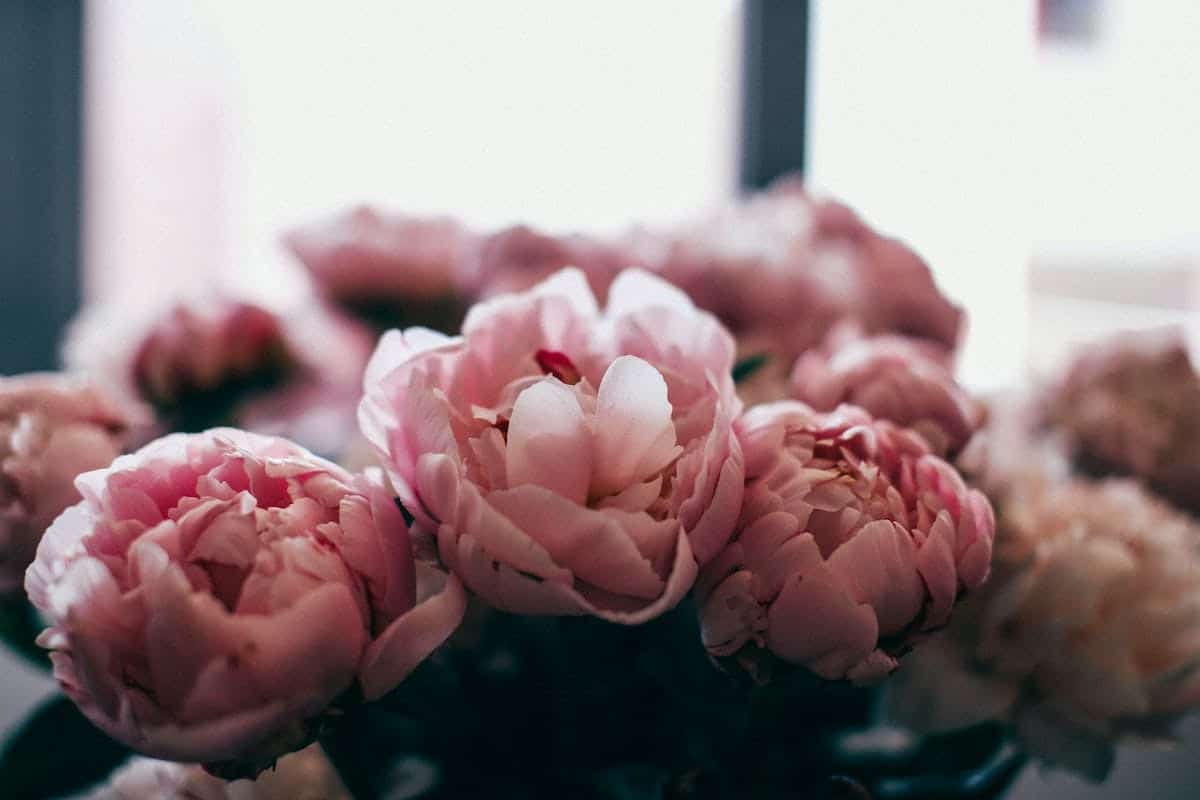 fleurs parfumées