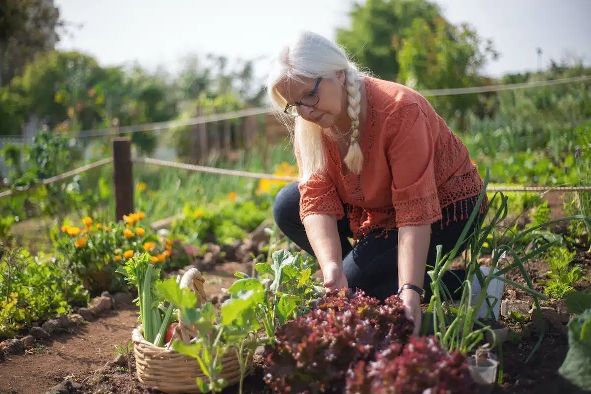 potager  économie