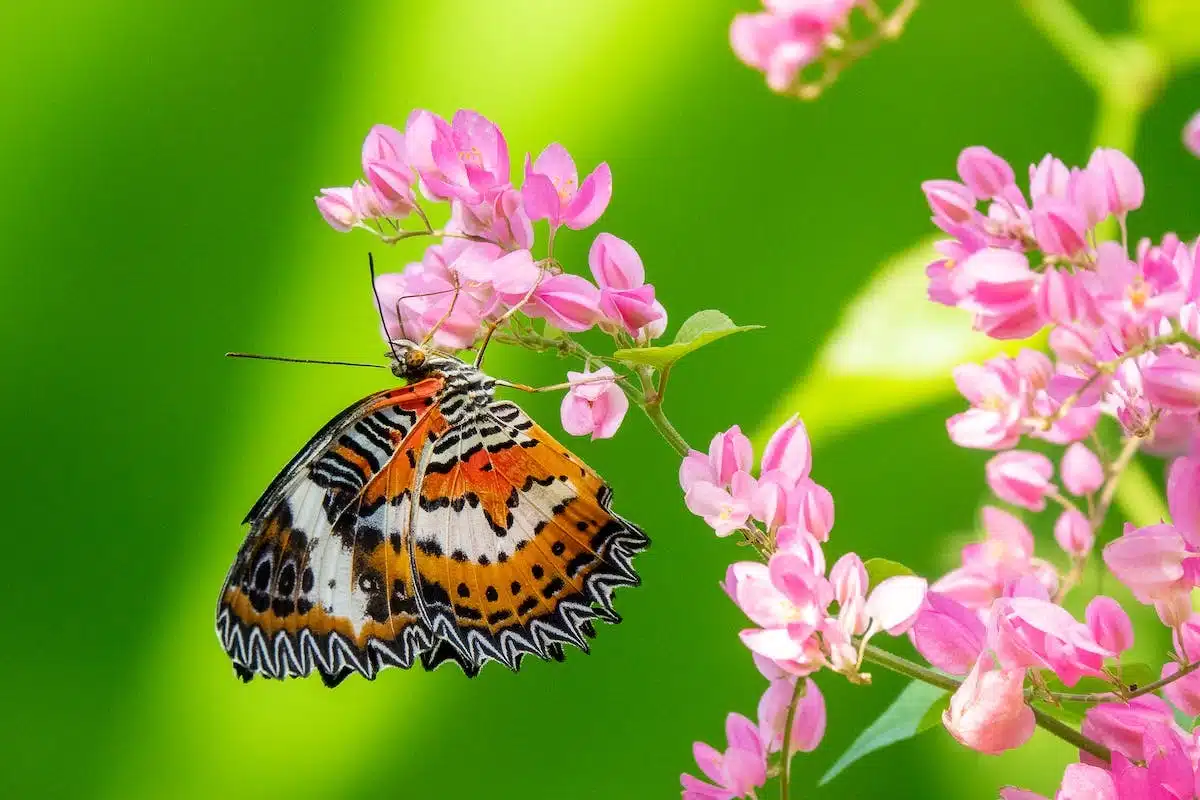 fleurs  papillons