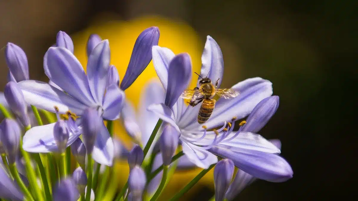 fleurs pollinisatrices