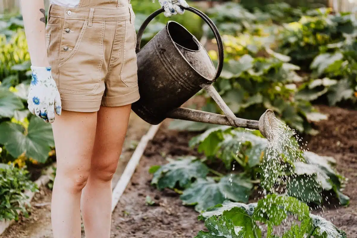 potager  arrosage