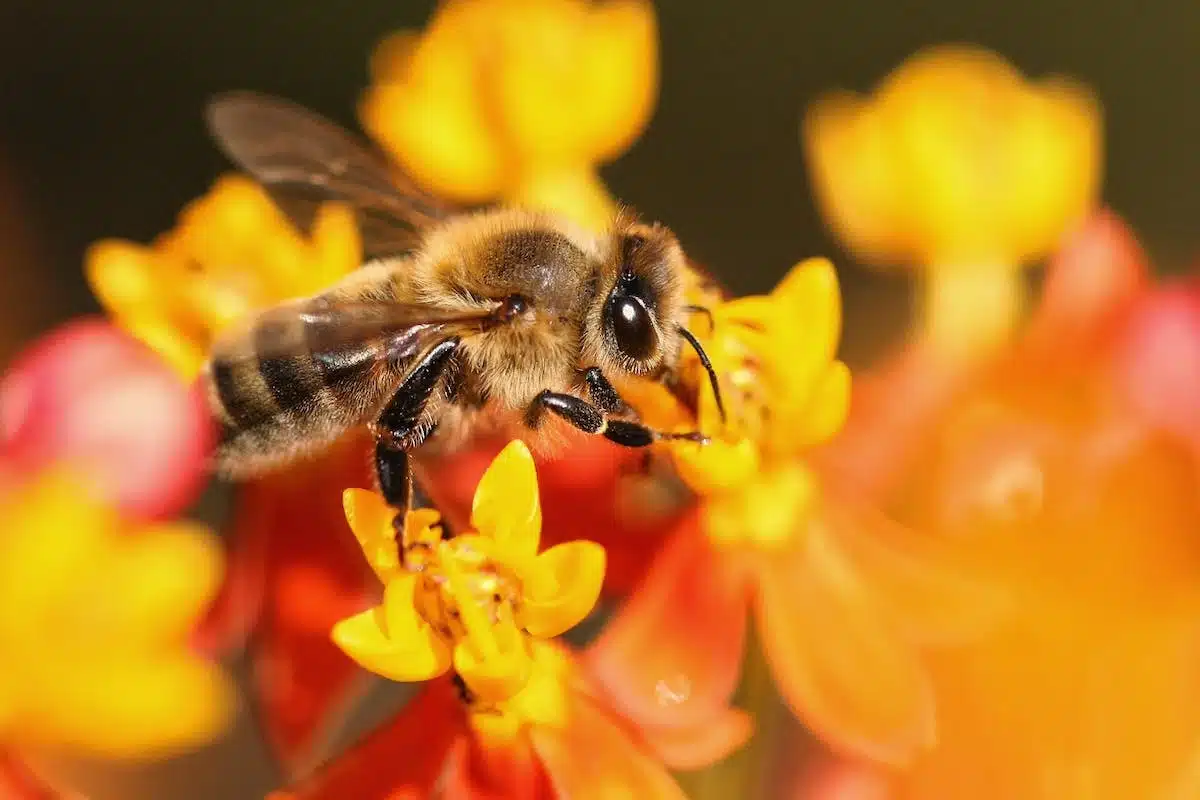 fleurs  abeilles