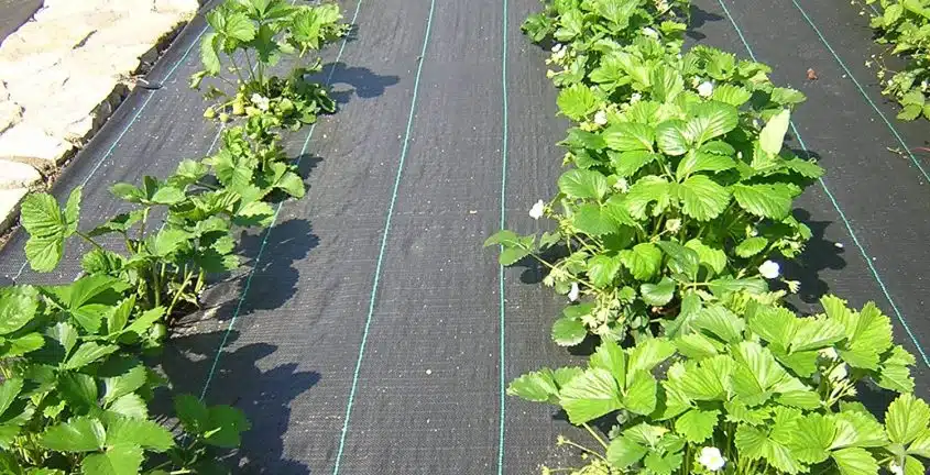bâches anti-herbe