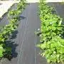 bâches anti-herbe