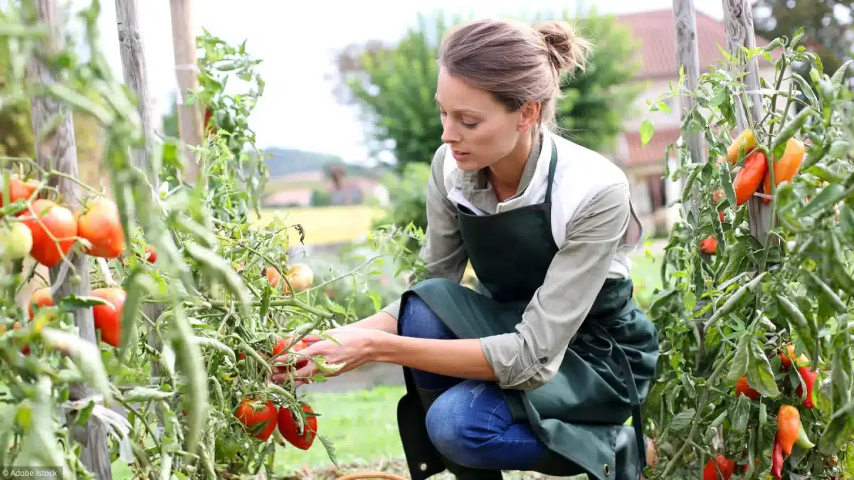 Comment cultiver des tomates savoureuses dans son potager