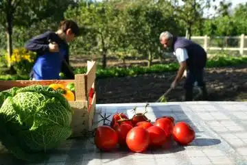 Comment cultiver des tomates savoureuses dans son potager