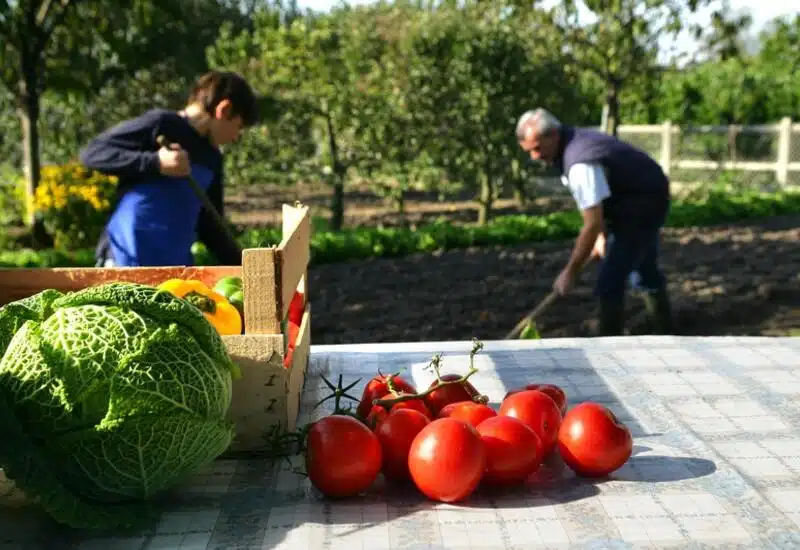 Comment cultiver des tomates savoureuses dans son potager