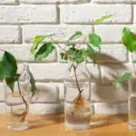 Comprendre l'efficacité de l'hormone de bouturage pour un jardinage réussi