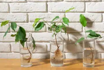 Comprendre l'efficacité de l'hormone de bouturage pour un jardinage réussi