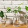 Comprendre l'efficacité de l'hormone de bouturage pour un jardinage réussi