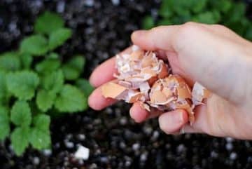 Coquilles d'œuf ces utilisations dans votre jardin vont vous surprendre