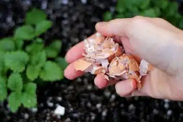 Coquilles d'œuf ces utilisations dans votre jardin vont vous surprendre