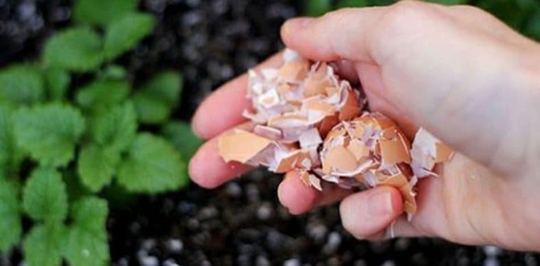 Coquilles d'œuf ces utilisations dans votre jardin vont vous surprendre