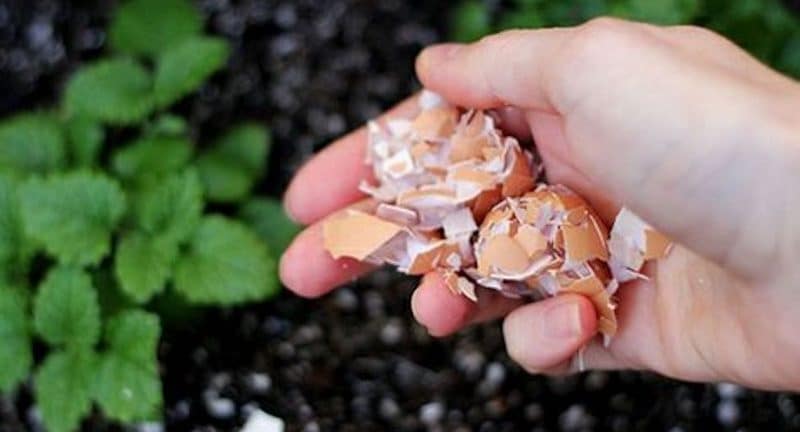 Coquilles d'œuf ces utilisations dans votre jardin vont vous surprendre