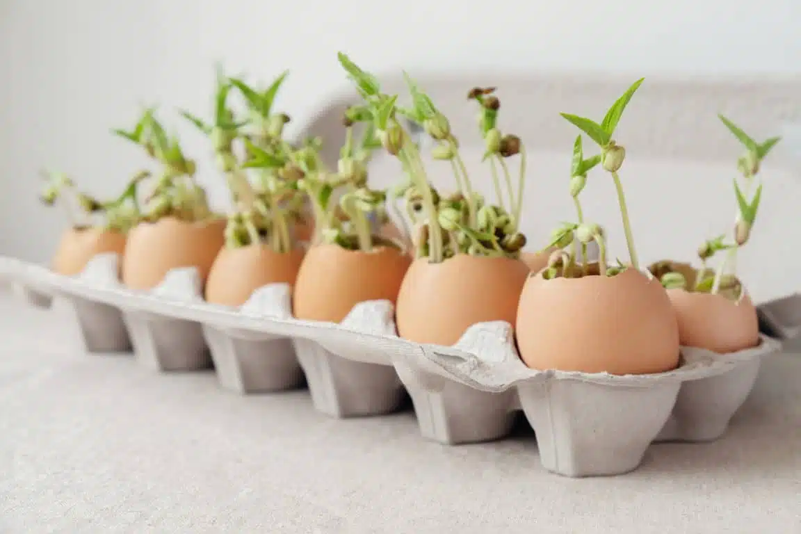 d'œuf ces utilisations dans votre jardin vont vous surprendre