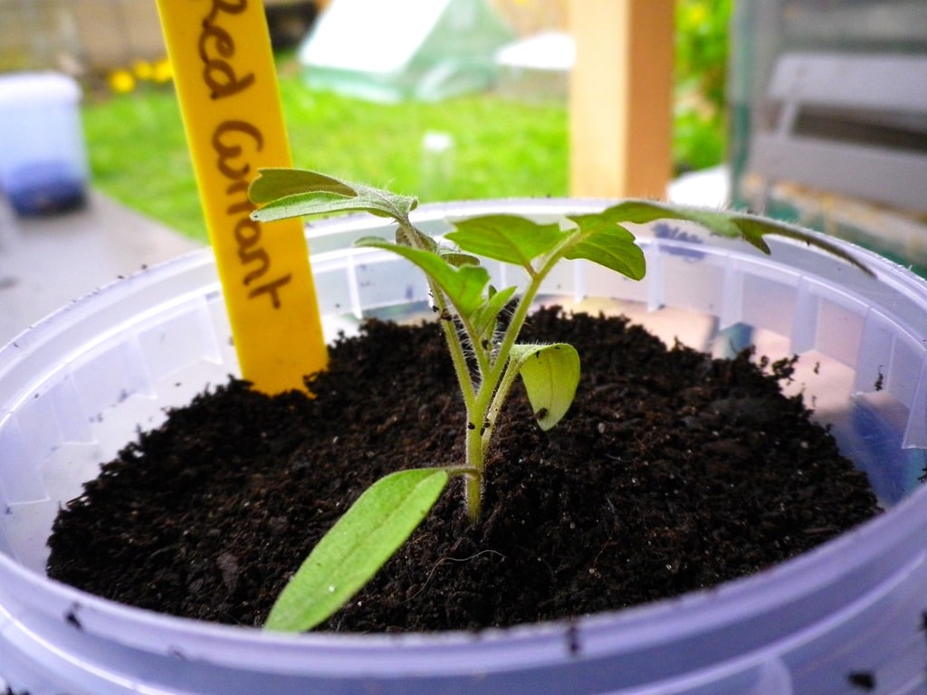 Comment faire pousser des tomates facilement chez soi