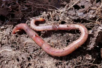 Faire du compost avec des vers : quels avantages ?