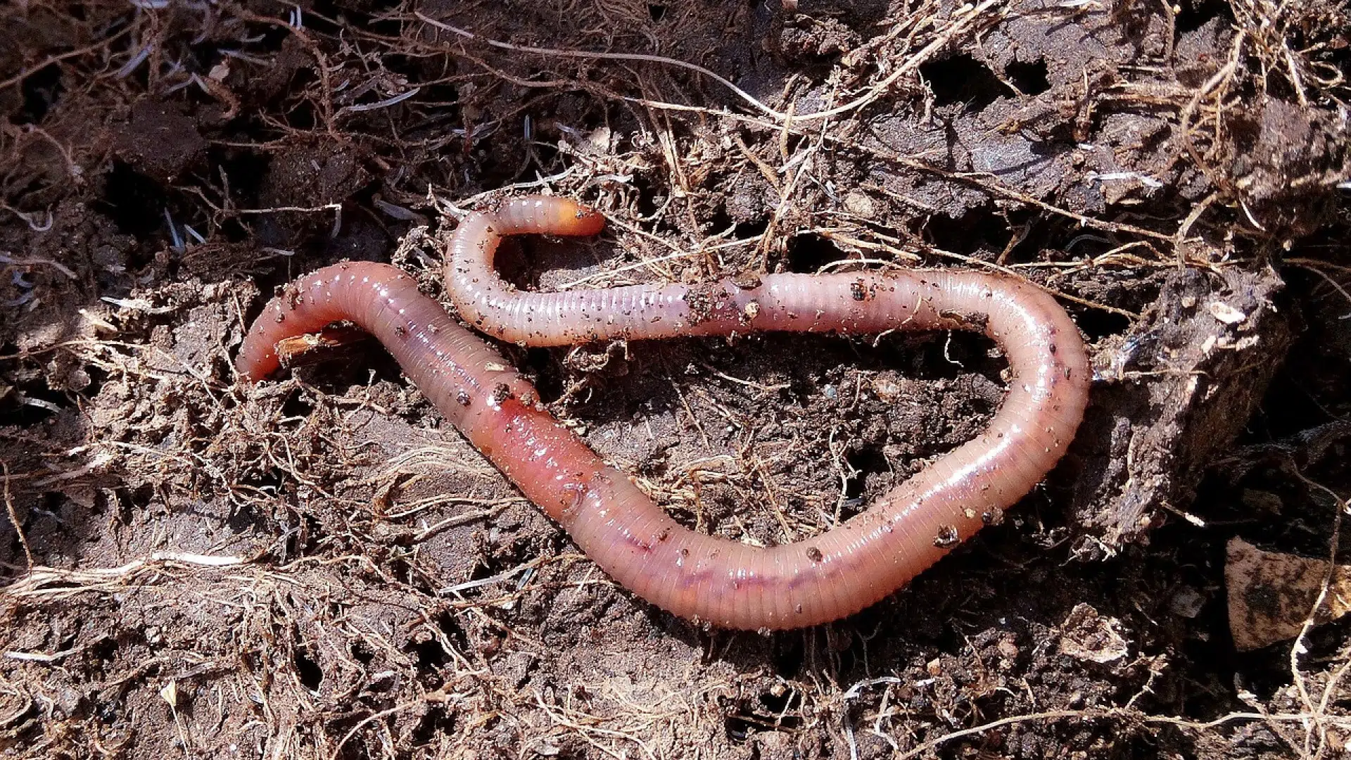 Faire du compost avec des vers : quels avantages ?