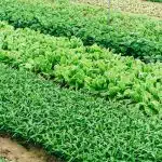 green leaf vegetable