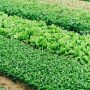 green leaf vegetable