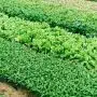 green leaf vegetable