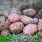 red and brown oval fruits on ground