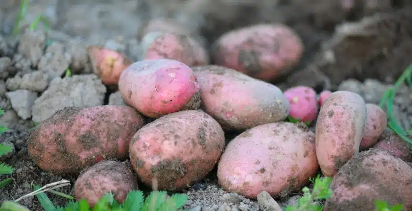 red and brown oval fruits on ground