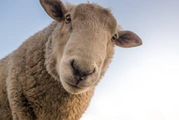 La filière d'abattage du bétail en France