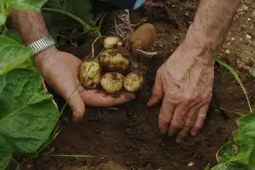 pommes de terre