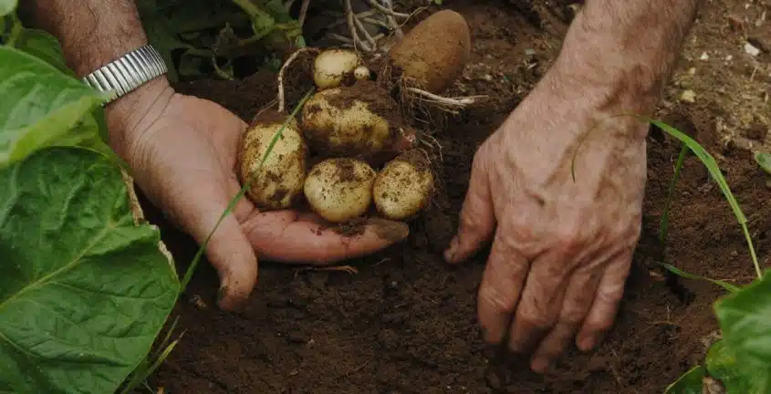 pommes de terre
