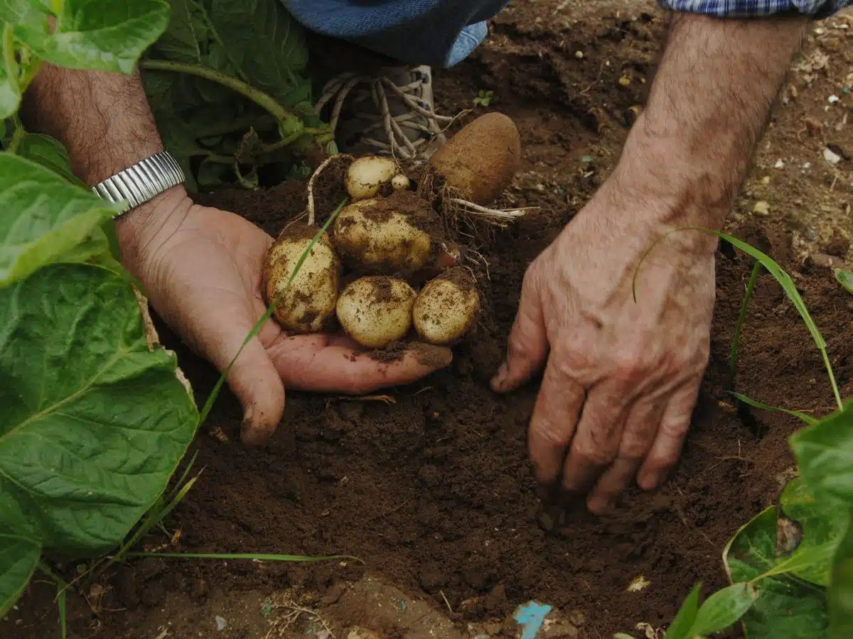 pommes de terre