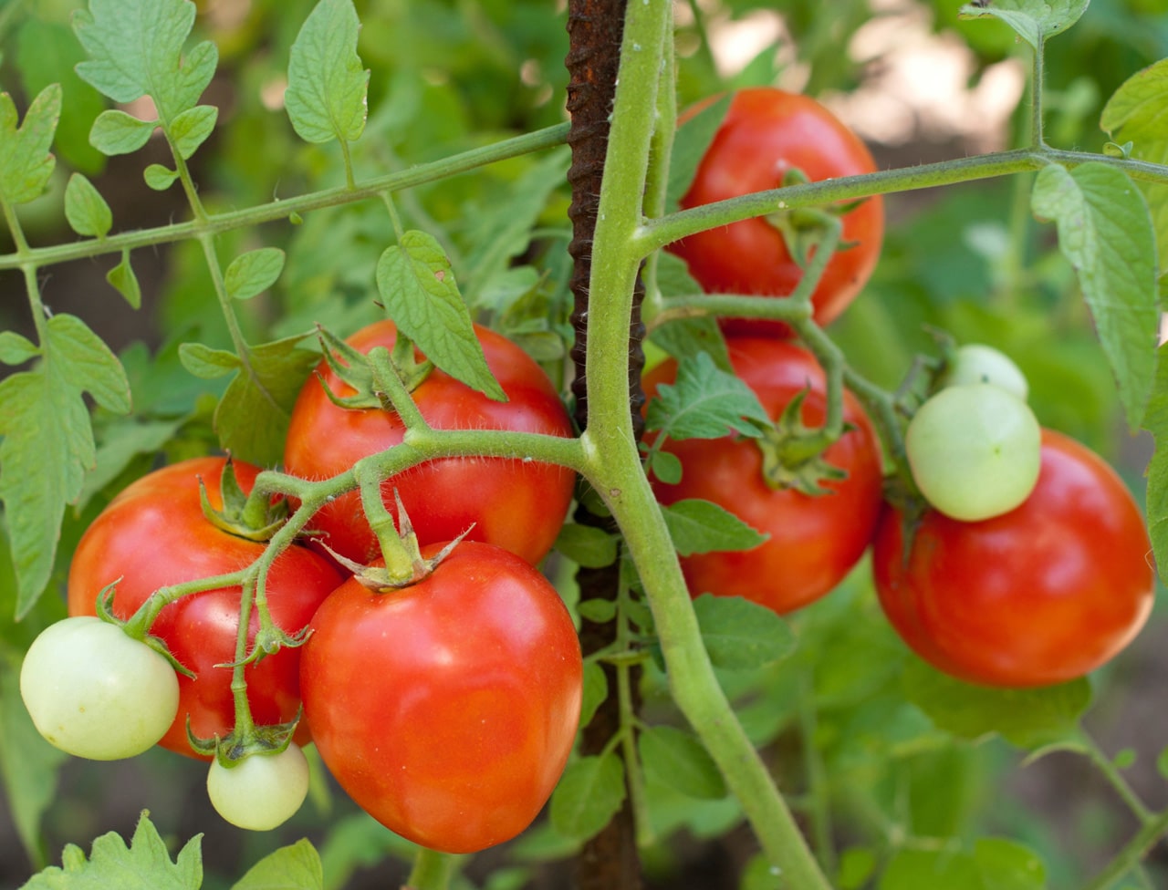 Comment faire pousser des tomates facilement chez soi