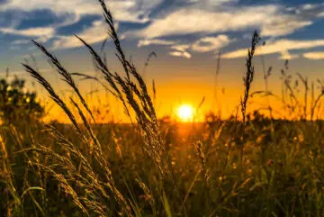 Pourquoi visiter un annuaire des écoles d’agriculture ?